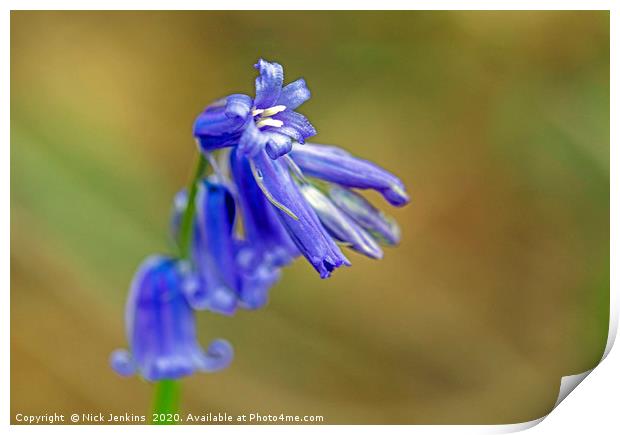 Bluebell Flower Close Up in local woodland  Print by Nick Jenkins
