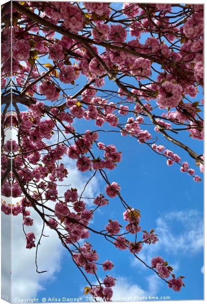 Cherry Blossom in Spring Canvas Print by Ailsa Darragh