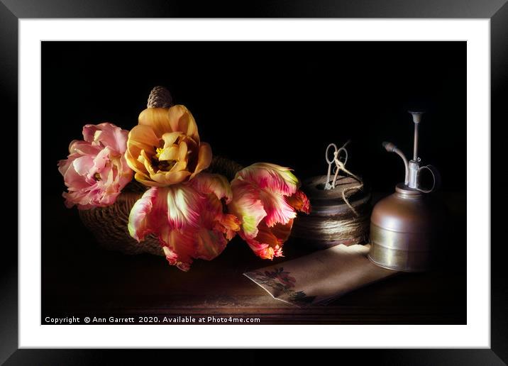 Sunlit Tulips Still Life Framed Mounted Print by Ann Garrett