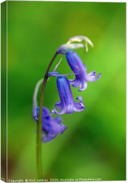 Bluebells on Stem in Spring Close up Canvas Print by Nick Jenkins