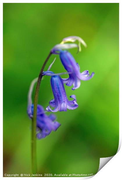 Bluebells on Stem in Spring Close up Print by Nick Jenkins
