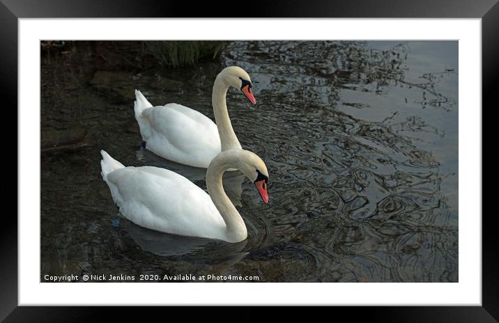 Two Mute Swans on a Lake Together Framed Mounted Print by Nick Jenkins