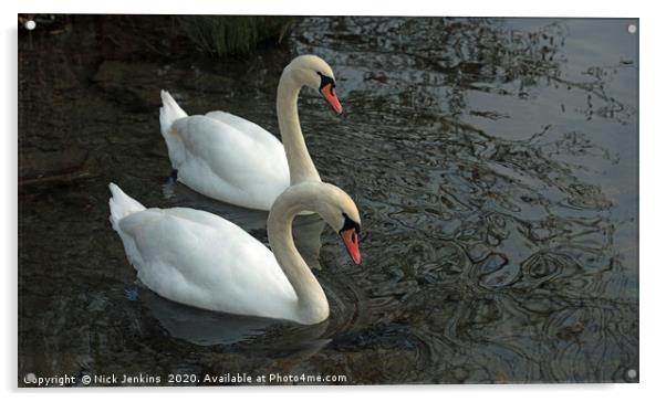 Two Mute Swans on a Lake Together Acrylic by Nick Jenkins