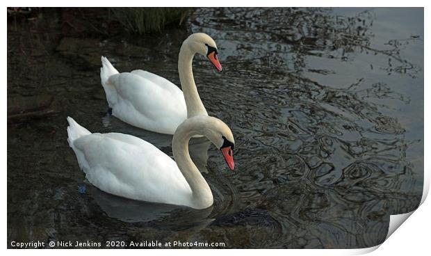 Two Mute Swans on a Lake Together Print by Nick Jenkins