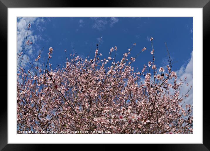 Almond flowers Framed Mounted Print by Angelo DeVal