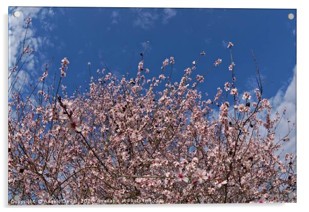 Almond flowers Acrylic by Angelo DeVal