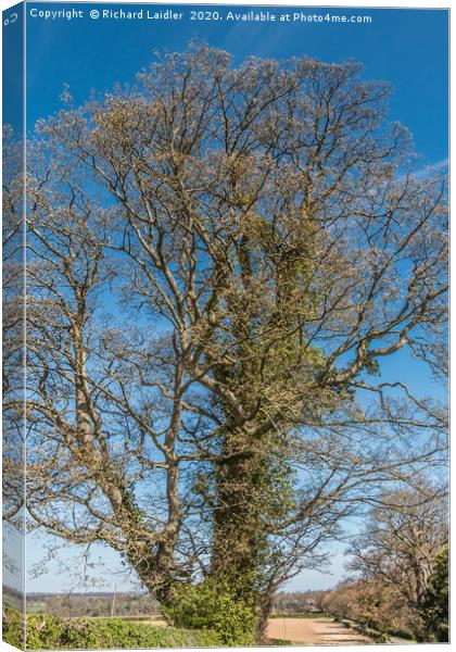 Spring Sycamore Canvas Print by Richard Laidler