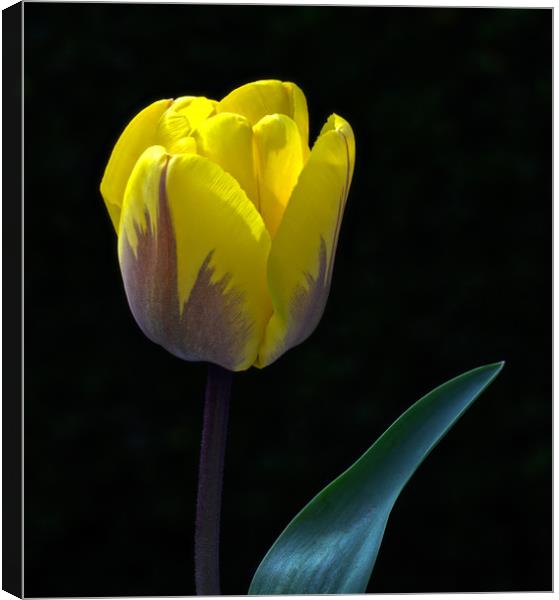 Tulip Portrait In Natural Light Canvas Print by Ian Homewood