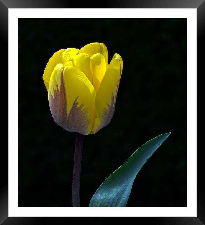 Tulip Portrait In Natural Light Framed Mounted Print by Ian Homewood