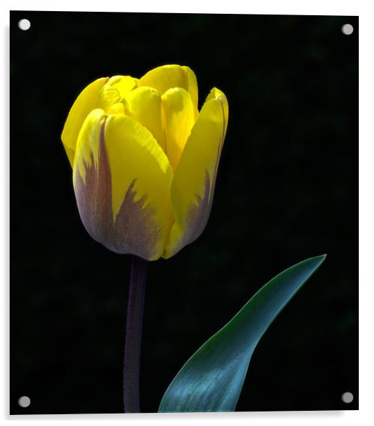 Tulip Portrait In Natural Light Acrylic by Ian Homewood