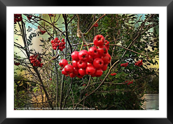 Berry Explosion Framed Mounted Print by Heather Goodwin