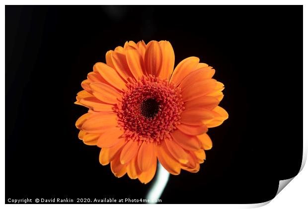 single orange Gerbera in strong sunlight Print by Photogold Prints