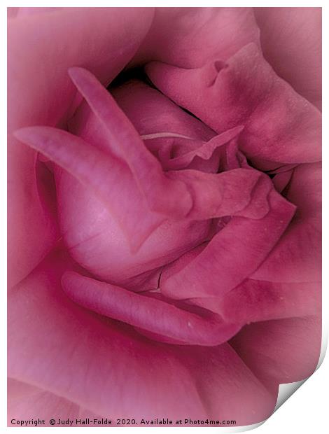 Pretty in Pink Print by Judy Hall-Folde