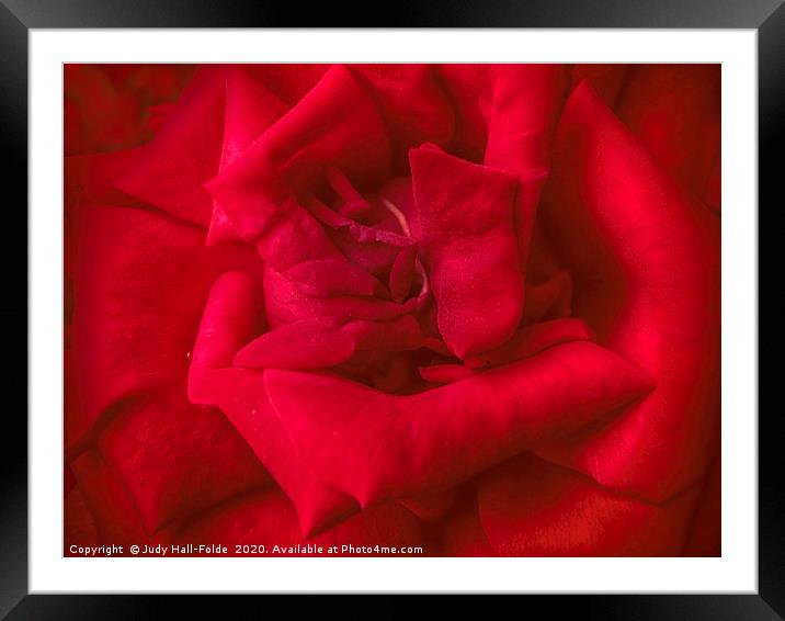 Red Red Rose Framed Mounted Print by Judy Hall-Folde