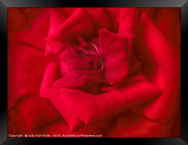 Red Red Rose Framed Print by Judy Hall-Folde