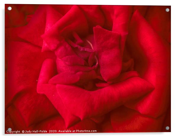 Red Red Rose Acrylic by Judy Hall-Folde
