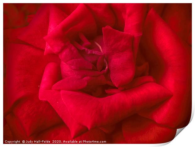Red Red Rose Print by Judy Hall-Folde