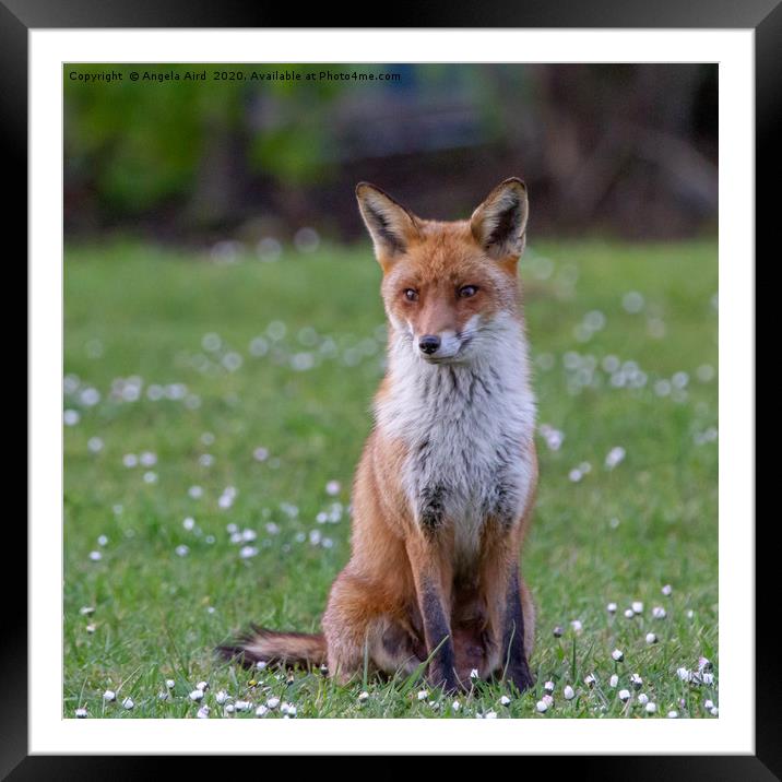 Red Fox. Framed Mounted Print by Angela Aird