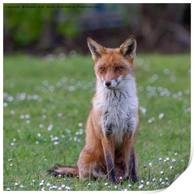 Red Fox. Print by Angela Aird
