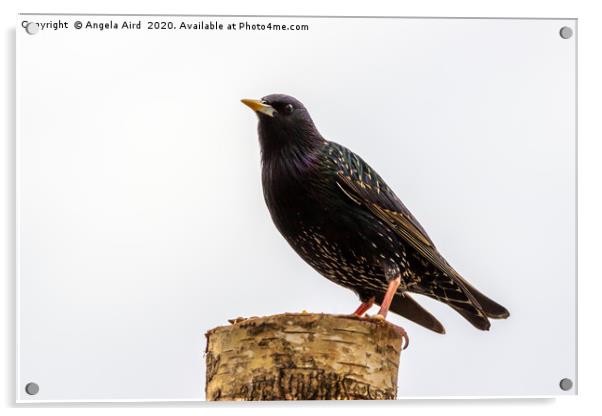 Starling. Acrylic by Angela Aird