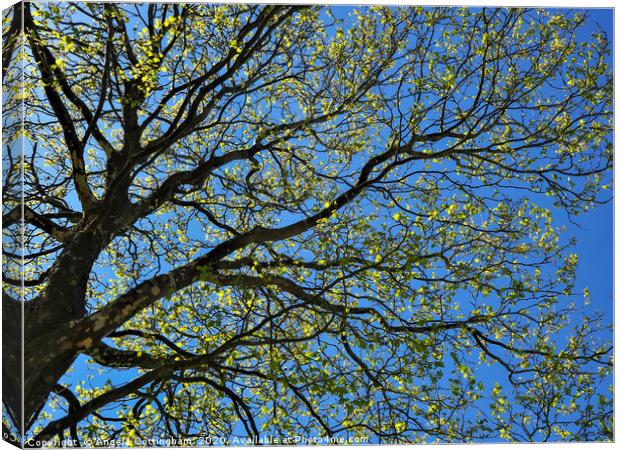 Spring Sycamore Canvas Print by Angela Cottingham