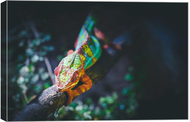 Chameleon the Master of Camouflage Canvas Print by Ioan Decean