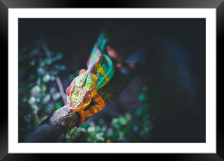 Chameleon the Master of Camouflage Framed Mounted Print by Ioan Decean
