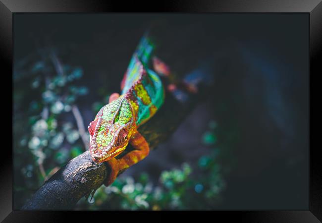 Chameleon the Master of Camouflage Framed Print by Ioan Decean
