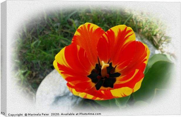 Red yellow tulip Canvas Print by Marinela Feier