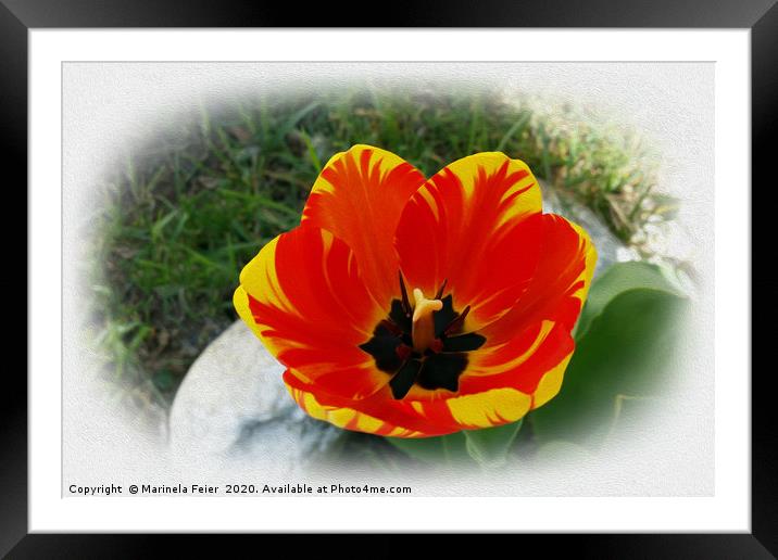Red yellow tulip Framed Mounted Print by Marinela Feier