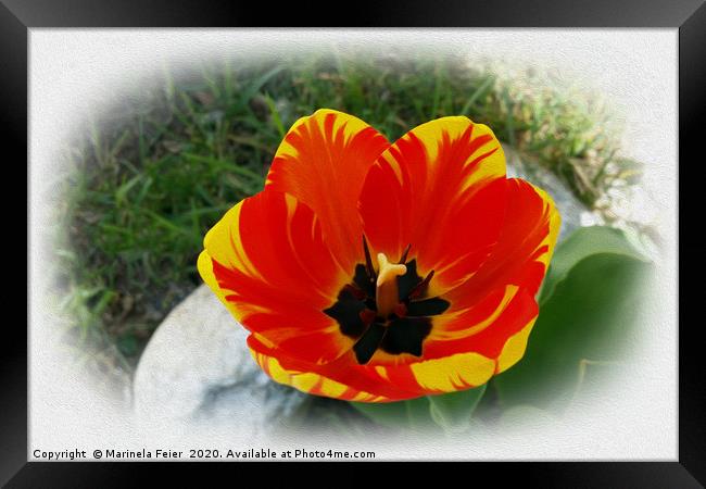 Red yellow tulip Framed Print by Marinela Feier