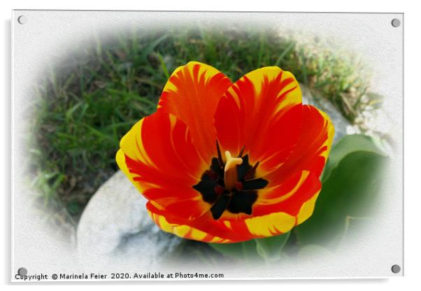Red yellow tulip Acrylic by Marinela Feier