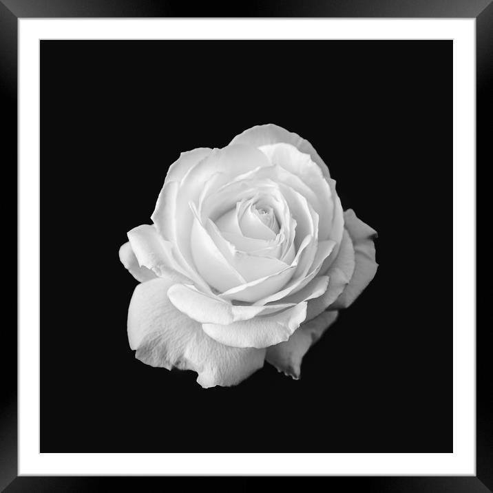 Pure White Rose Flower Black and White Framed Mounted Print by Ioan Decean