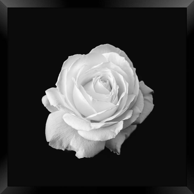 Pure White Rose Flower Black and White Framed Print by Ioan Decean