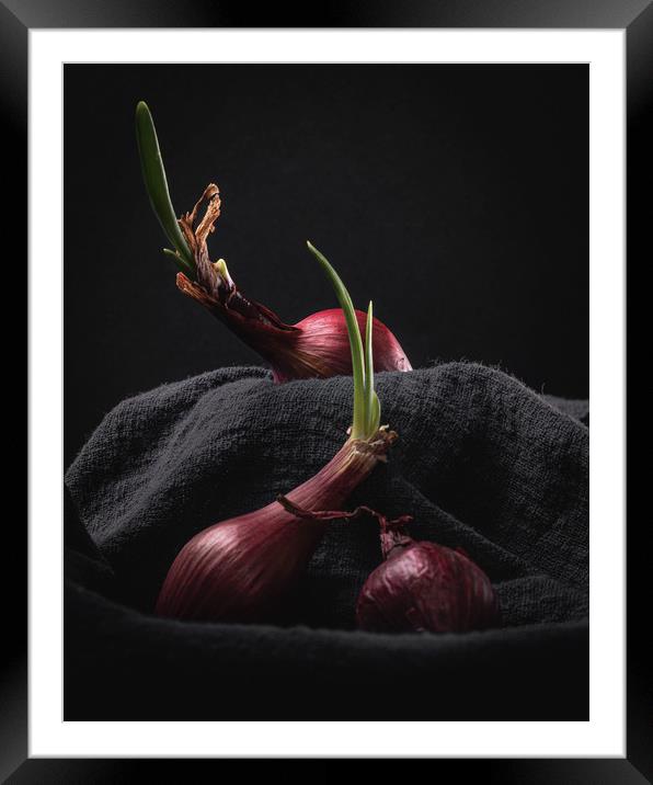 Sprouting Red Onions on Dark Background Still Life Framed Mounted Print by Ioan Decean