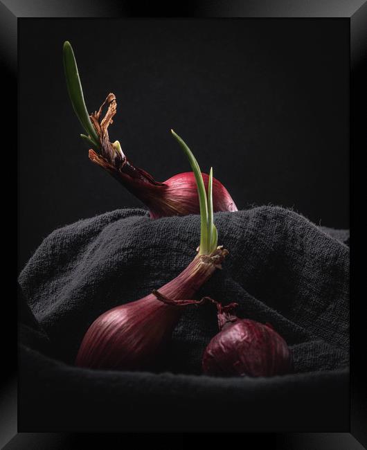 Sprouting Red Onions on Dark Background Still Life Framed Print by Ioan Decean