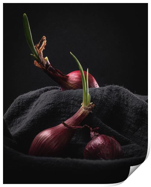 Sprouting Red Onions on Dark Background Still Life Print by Ioan Decean