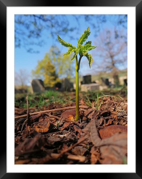 Conker Tree Seedling  Framed Mounted Print by Michael South Photography