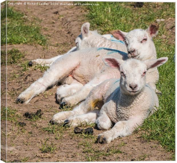 A Track of Lamb Canvas Print by Richard Laidler