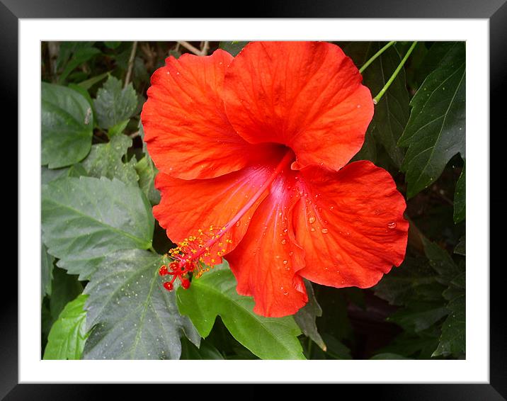 Hibiscus Framed Mounted Print by Daniel Gray
