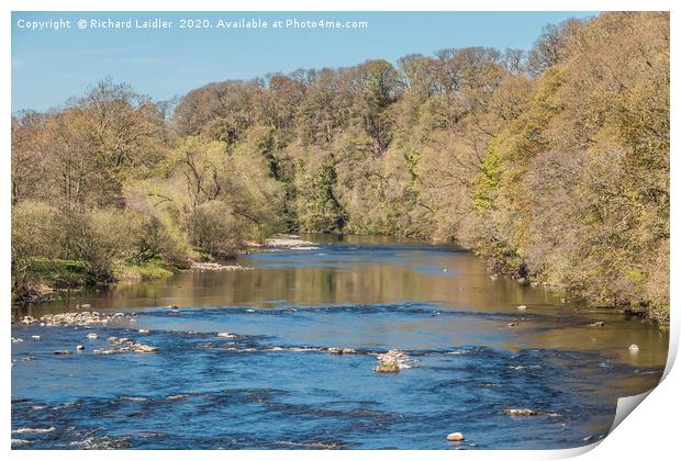 The River Tees at Whorlton in Spring Print by Richard Laidler