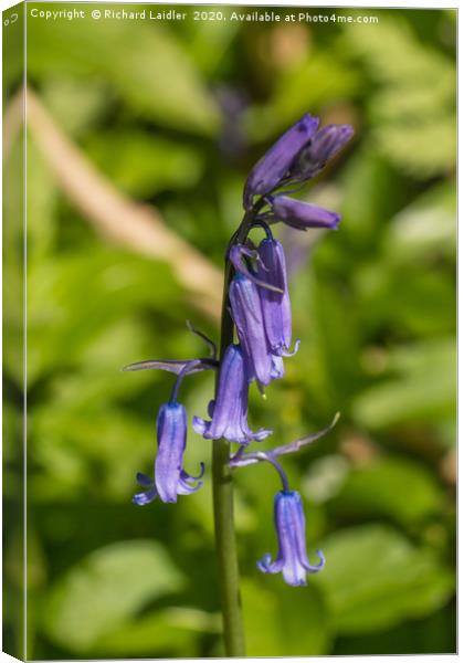 English Bluebell Canvas Print by Richard Laidler