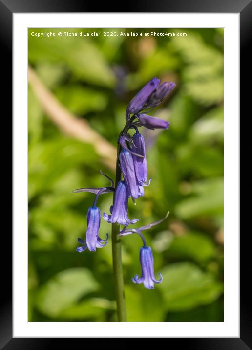 English Bluebell Framed Mounted Print by Richard Laidler