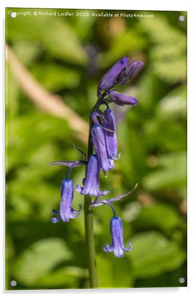 English Bluebell Acrylic by Richard Laidler