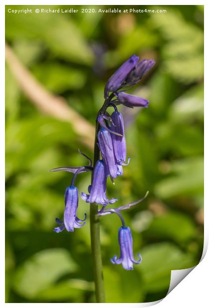 English Bluebell Print by Richard Laidler