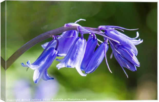 Bluebell Flowers Close Up  Canvas Print by Nick Jenkins
