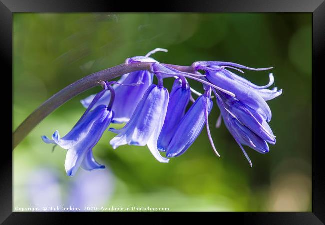 Bluebell Flowers Close Up  Framed Print by Nick Jenkins