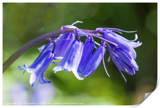 Bluebell Flowers Close Up  Print by Nick Jenkins