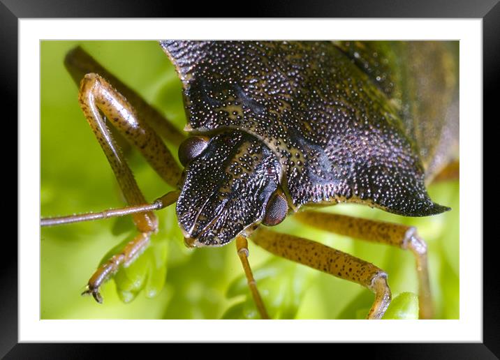 Shield Bug Framed Mounted Print by Tony Bates