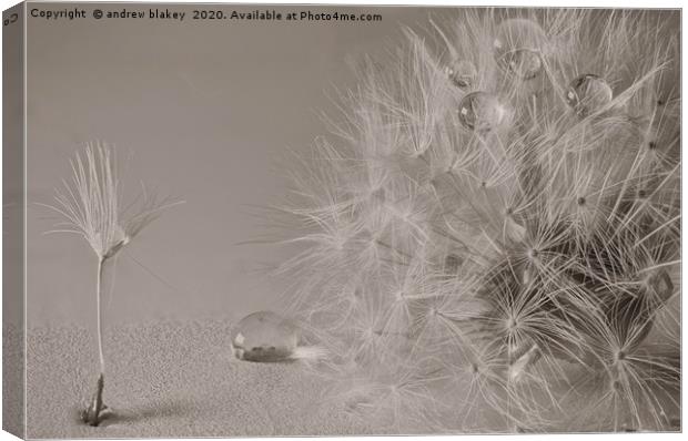 Glorious Dandelion Beauty Canvas Print by andrew blakey